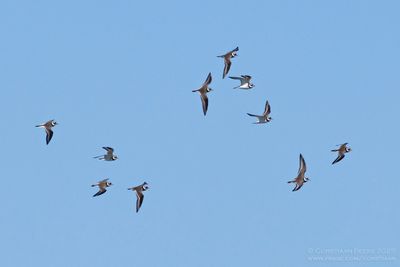 Bontbekplevieren / Great Ringed Plovers