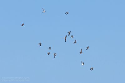 Bontbekplevieren / Great Ringed Plovers