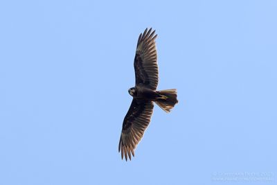 Bruine Kiekendief / Marsh Harrier