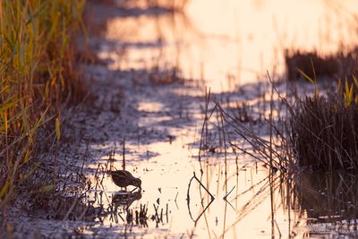 Bokje / Jack Snipe