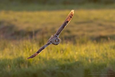Ransuil / Long-eared Owl