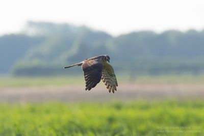 Grauwe Kiekendief / Montagu's Harrier