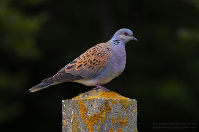 Zomertortel / Turtle Dove