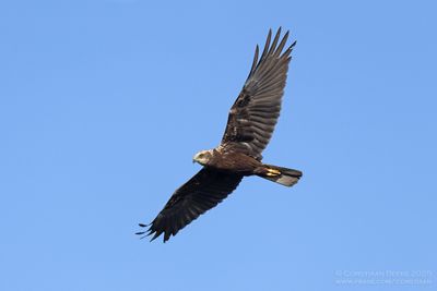 Bruine Kiekendief / Marsh Harrier