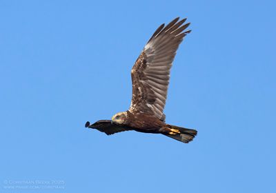 Bruine Kiekendief / Marsh Harrier