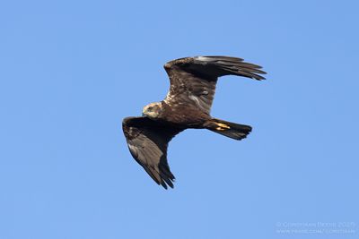 Bruine Kiekendief / Marsh Harrier