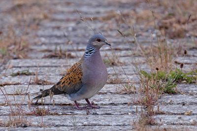 Zomertortel / Turtle Dove