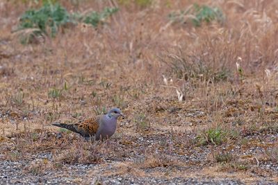 Zomertortel / Turtle Dove