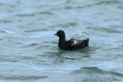 Zwarte Zeekoet / Black Guillemot