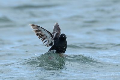 Zwarte Zeekoet / Black Guillemot