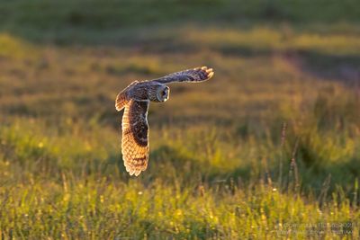 Ransuil / Long-eared Owl