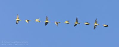 Wielewaal / Golden Oriole