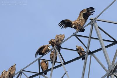Vale Gieren / Gruffion Vultures