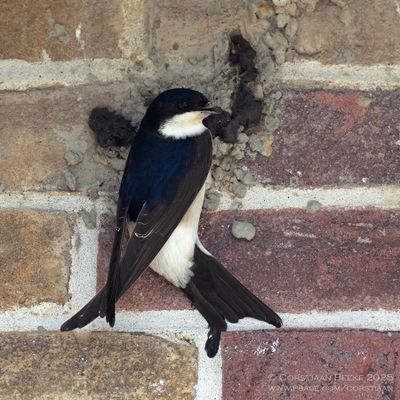 Huiszwaluw / House Martin