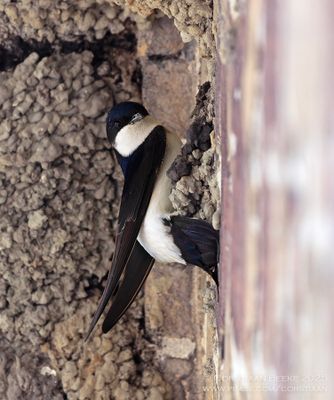 Huiszwaluw / House Martin