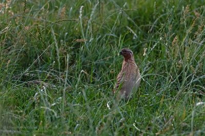 Kwartel / Common Quail
