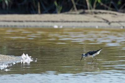 Poelruiter / Marsh Sandpiper