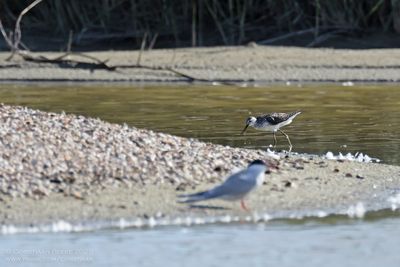 Poelruiter / Marsh Sandpiper