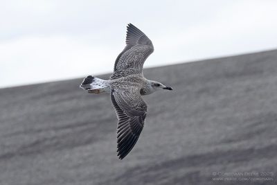 Geelpootmeeuw / Yellow-legged Gull