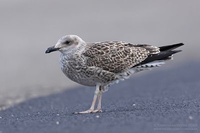 Geelpootmeeuw / Yellow-legged Gull