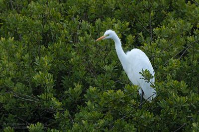 Grote Zilverreiger / Great White Egret