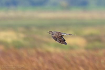 Koekoek / Common Cuckoo