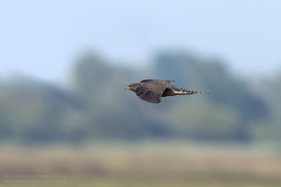 Koekoek / Common Cuckoo