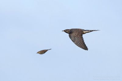 Koekoek met Graspieper / Common Cuckoo with Meadow Pipit