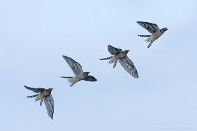 Koekoek / Common Cuckoo