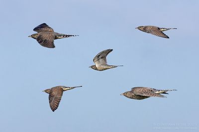 Koekoek / Common Cuckoo