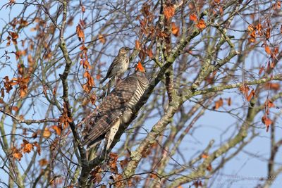 Koekoek met Graspieper / Common Cuckoo with Meadow Pipit