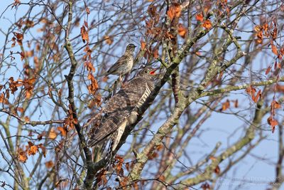 Koekoek met Graspieper / Common Cuckoo with Meadow Pipit