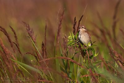 Grauwe Klauwier / Red-backed Shrike