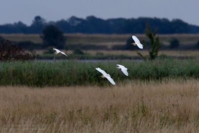 Koereigers / Cattle Egrets
