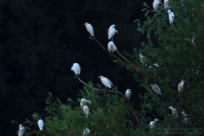 Koereigers / Cattle Egrets