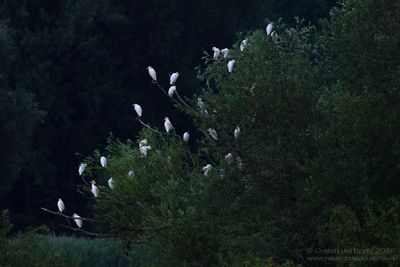 Koereigers / Cattle Egrets