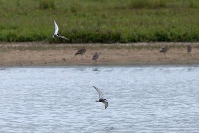 Witwangsterns / Whiskered Terns