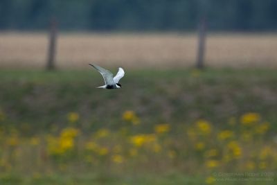 Witwangstern / Whiskered Tern