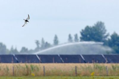 Witwangstern / Whiskered Tern