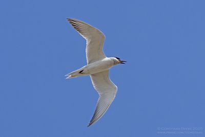 Lachstern / Gull-billed Tern