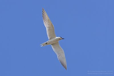 Lachstern / Gull-billed Tern