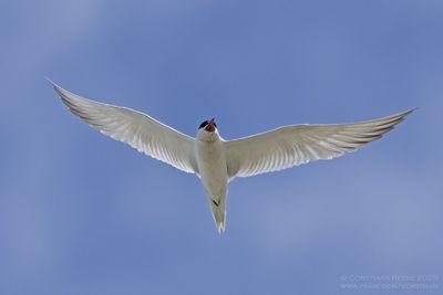 Lachstern / Gull-billed Tern