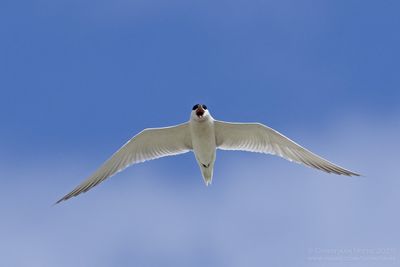 Lachstern / Gull-billed Tern