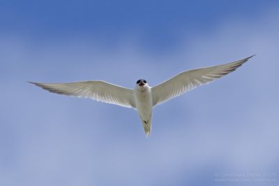 Lachstern / Gull-billed Tern