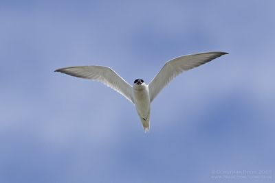 Lachstern / Gull-billed Tern