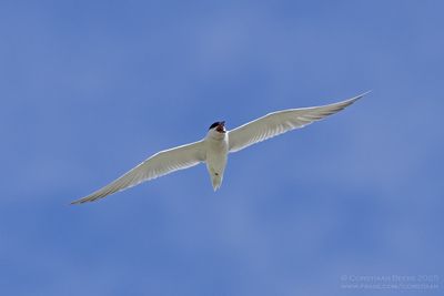 Lachstern / Gull-billed Tern