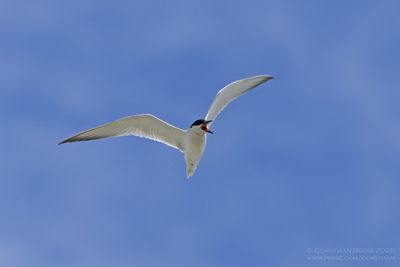 Lachstern / Gull-billed Tern