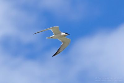 Lachstern / Gull-billed Tern