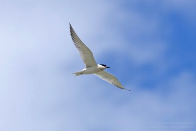Lachstern / Gull-billed Tern
