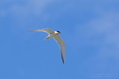 Lachstern / Gull-billed Tern